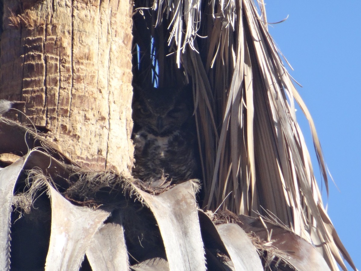 Great Horned Owl - ML24317241