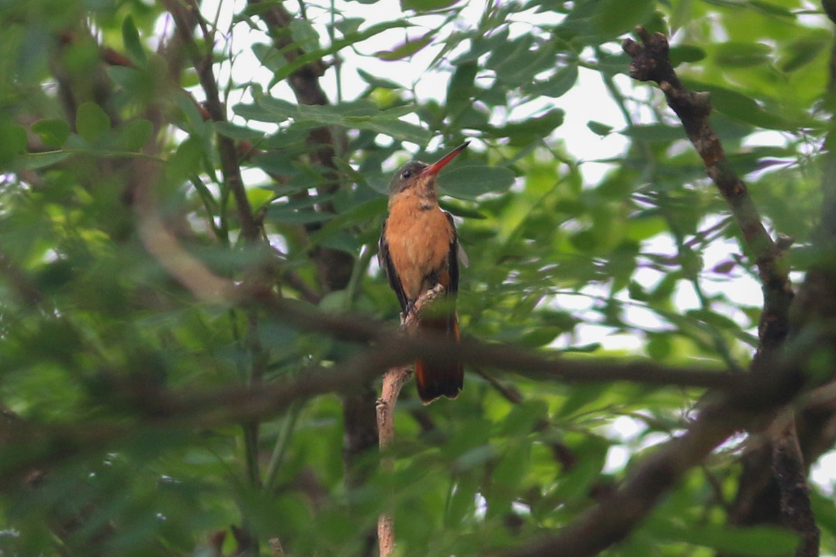 Cinnamon Hummingbird - David Garrigues