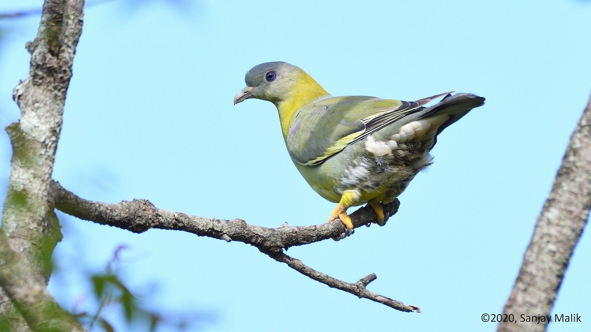 Yellow-footed Green-Pigeon - Sanjay Malik