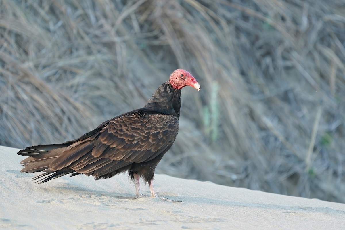 Turkey Vulture (Northern) - Derek Lecy