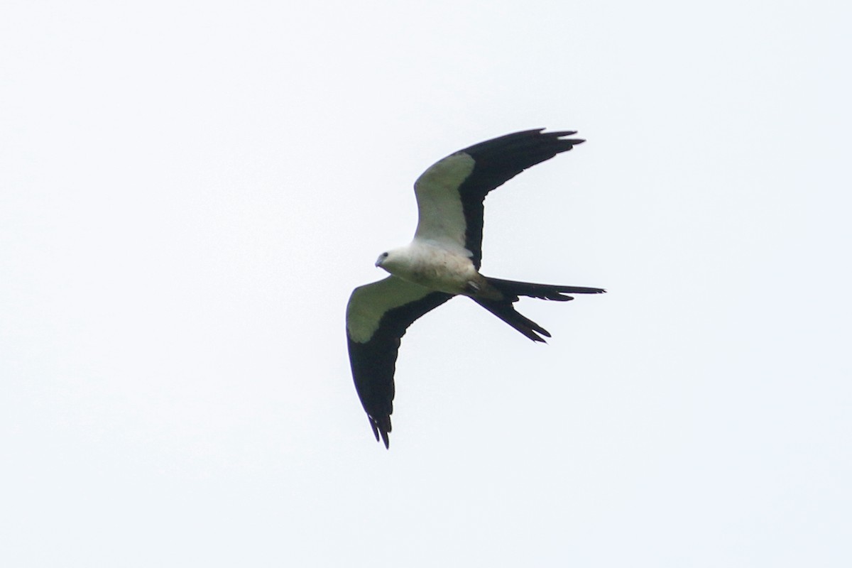 Swallow-tailed Kite - ML243184961