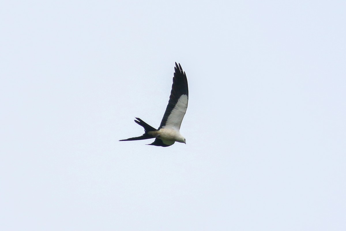 Swallow-tailed Kite - ML243184971
