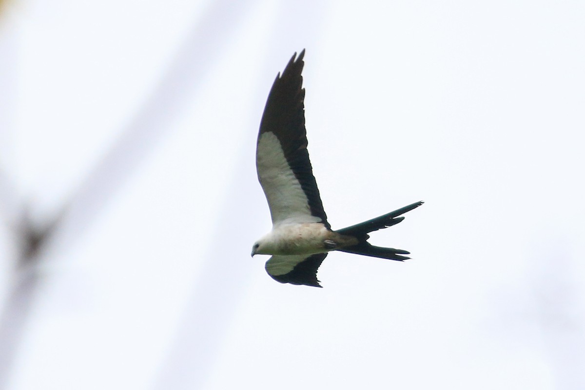 Swallow-tailed Kite - ML243184981