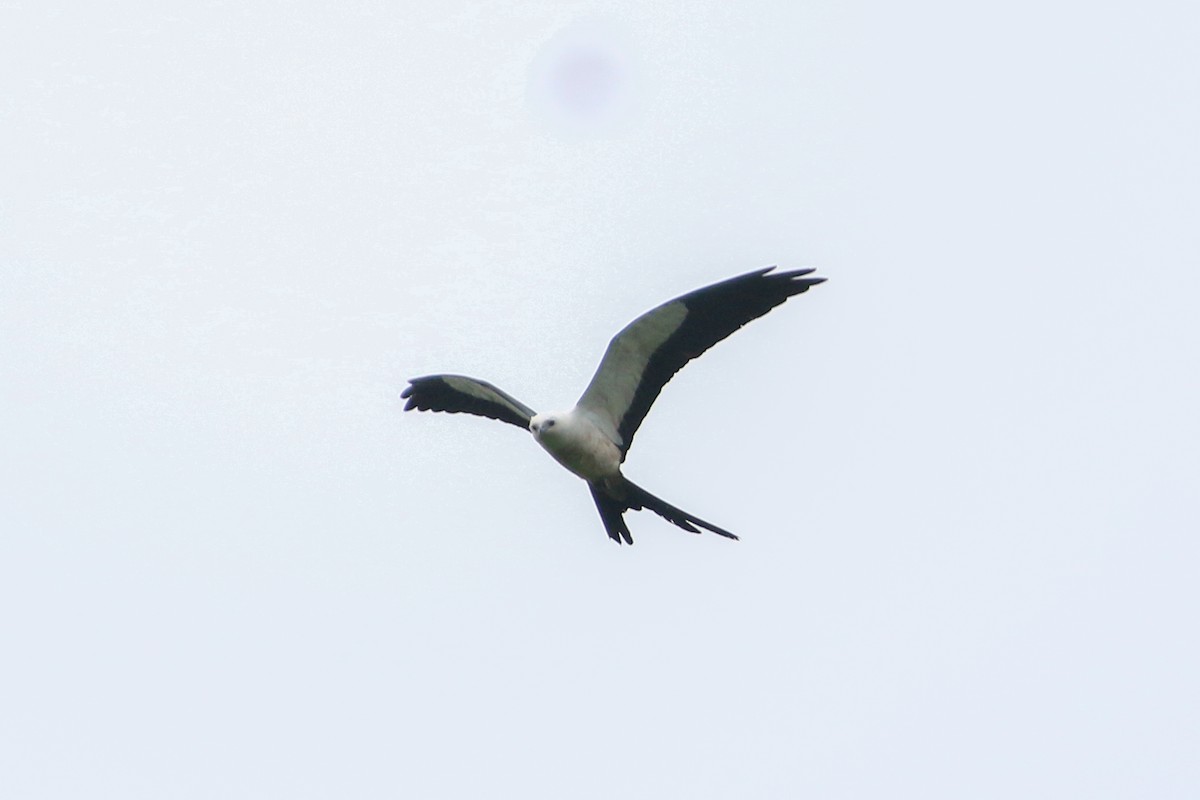 Swallow-tailed Kite - ML243185001
