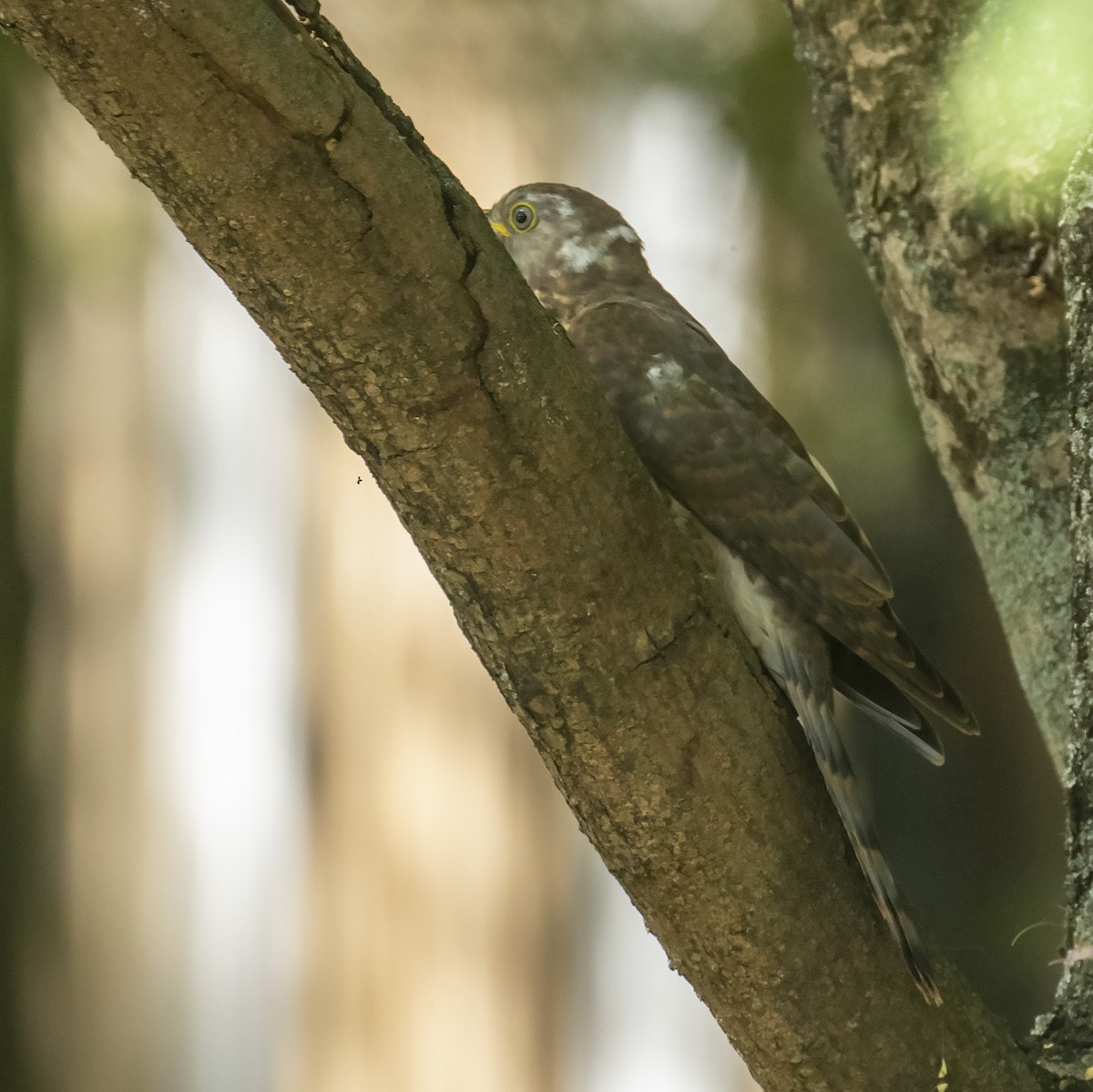 Common Hawk-Cuckoo - Celesta von Chamier