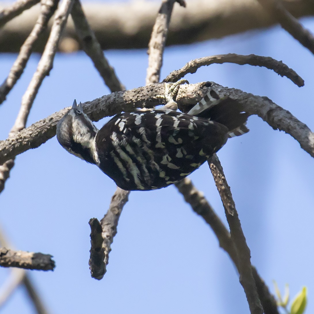 Gray-capped Pygmy Woodpecker - ML243188221