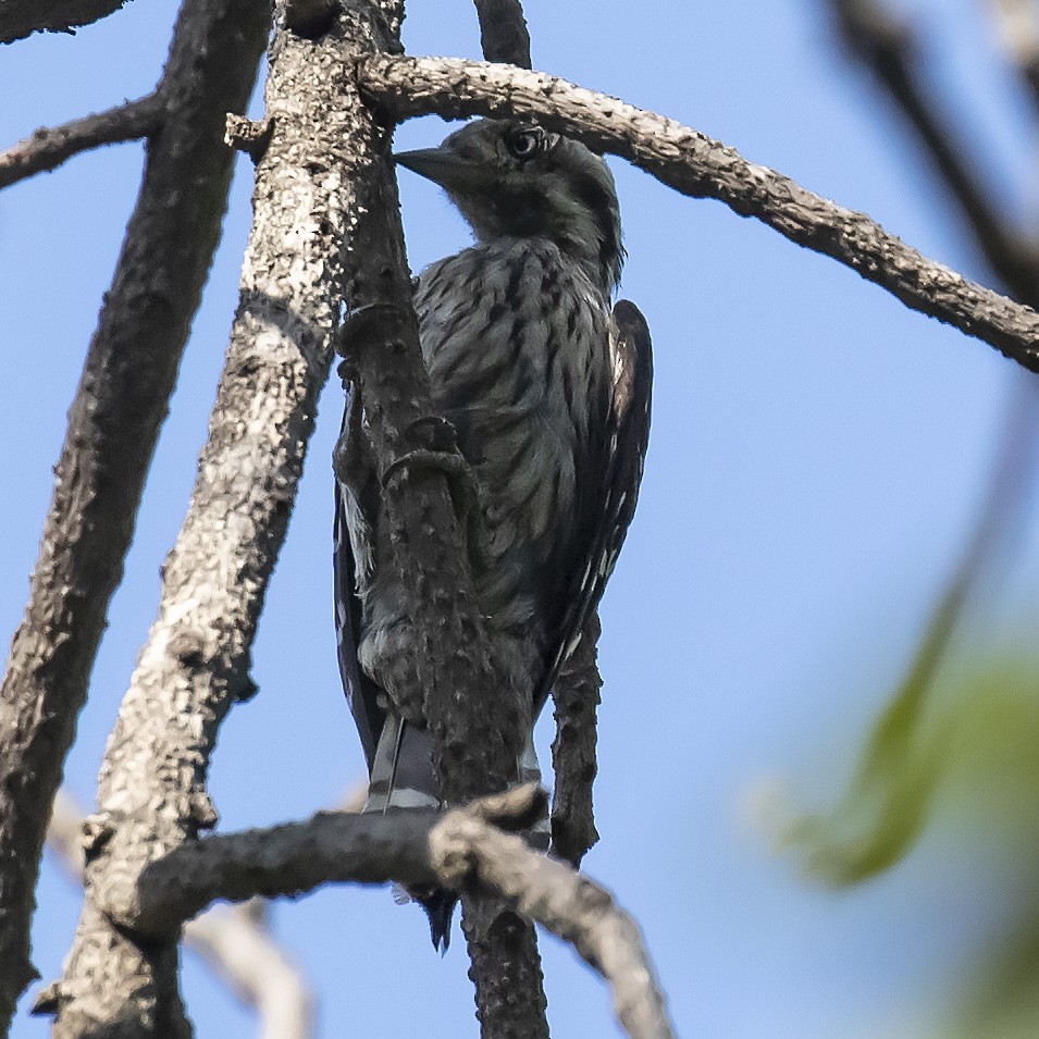 Gray-capped Pygmy Woodpecker - ML243188231