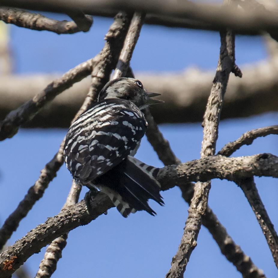 Gray-capped Pygmy Woodpecker - ML243188241