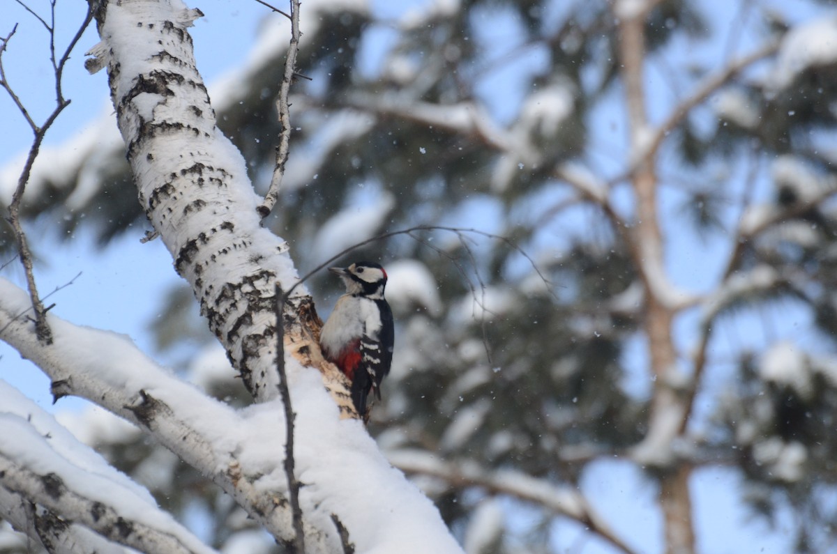 Great Spotted Woodpecker - ML24318931