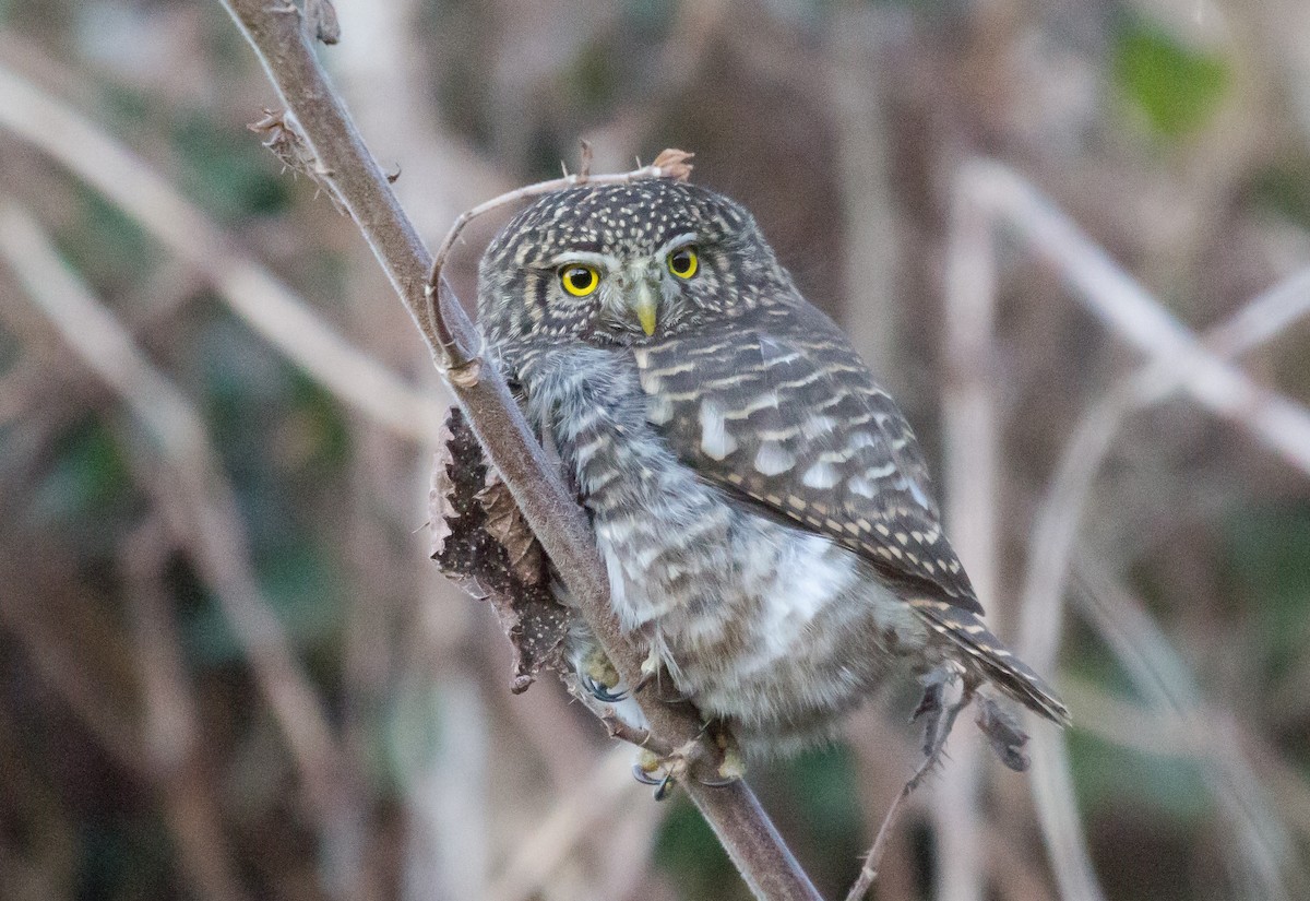 Collared Owlet - ML243189891