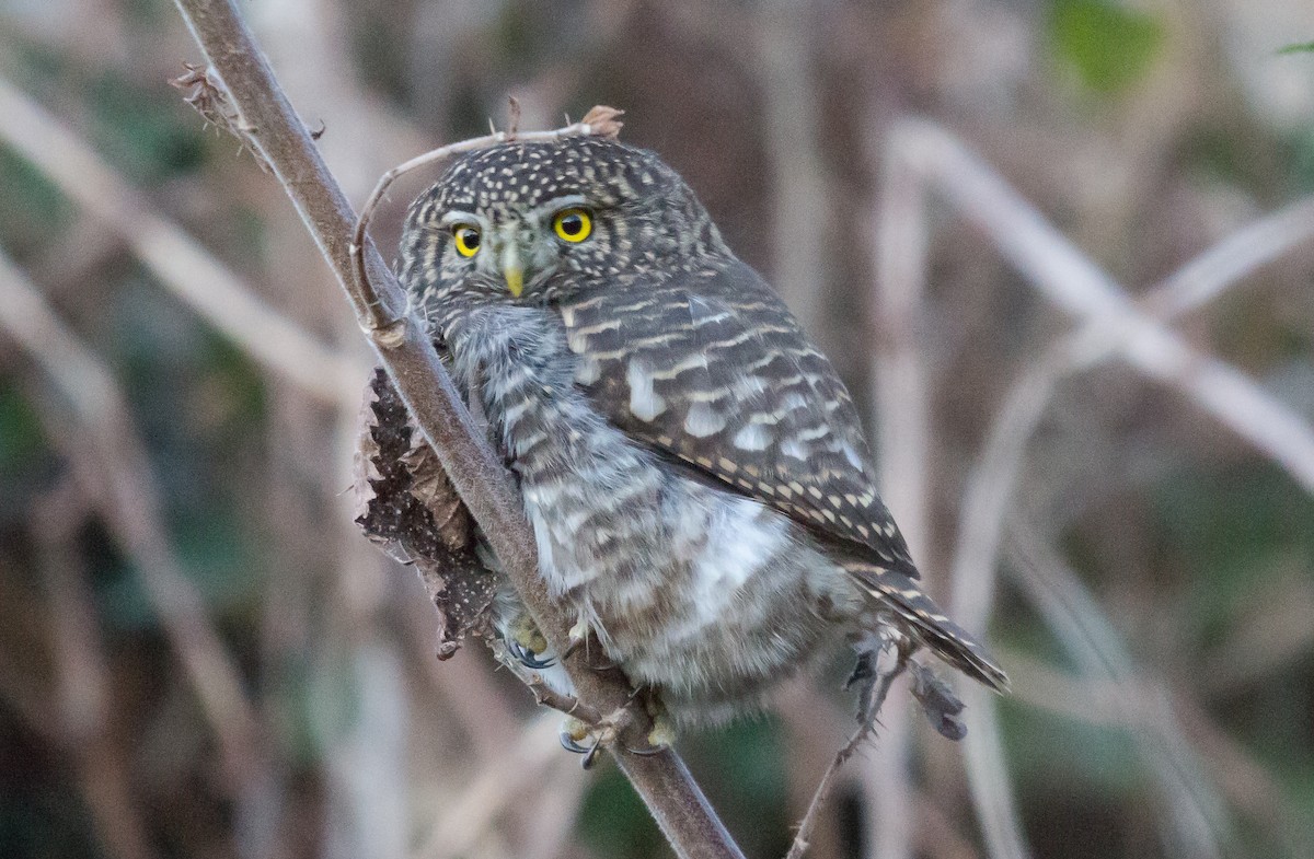 Collared Owlet - ML243189901