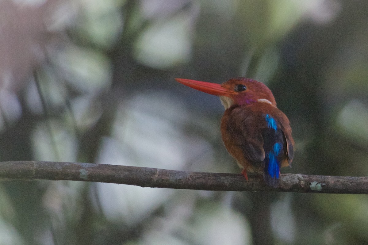 Sulawesi Dwarf-Kingfisher - Eric Barnes