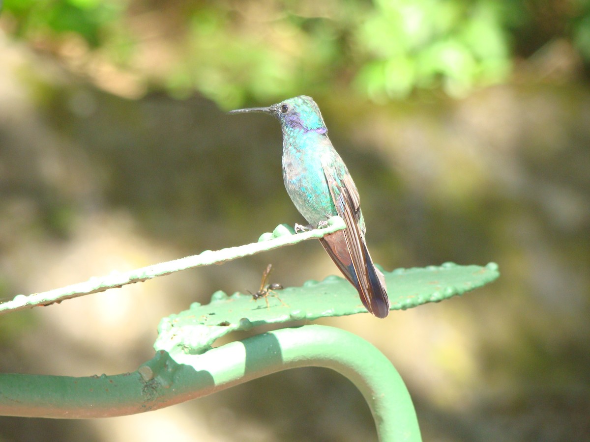 kolibřík modrouchý (ssp. cabanidis) - ML243193791