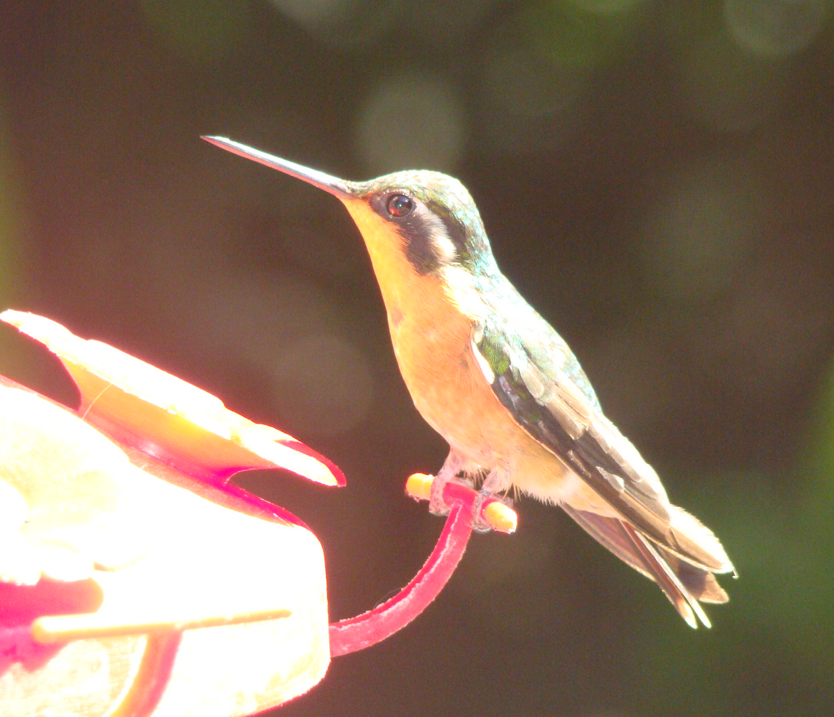 kolibřík fialovohrdlý - ML243193861