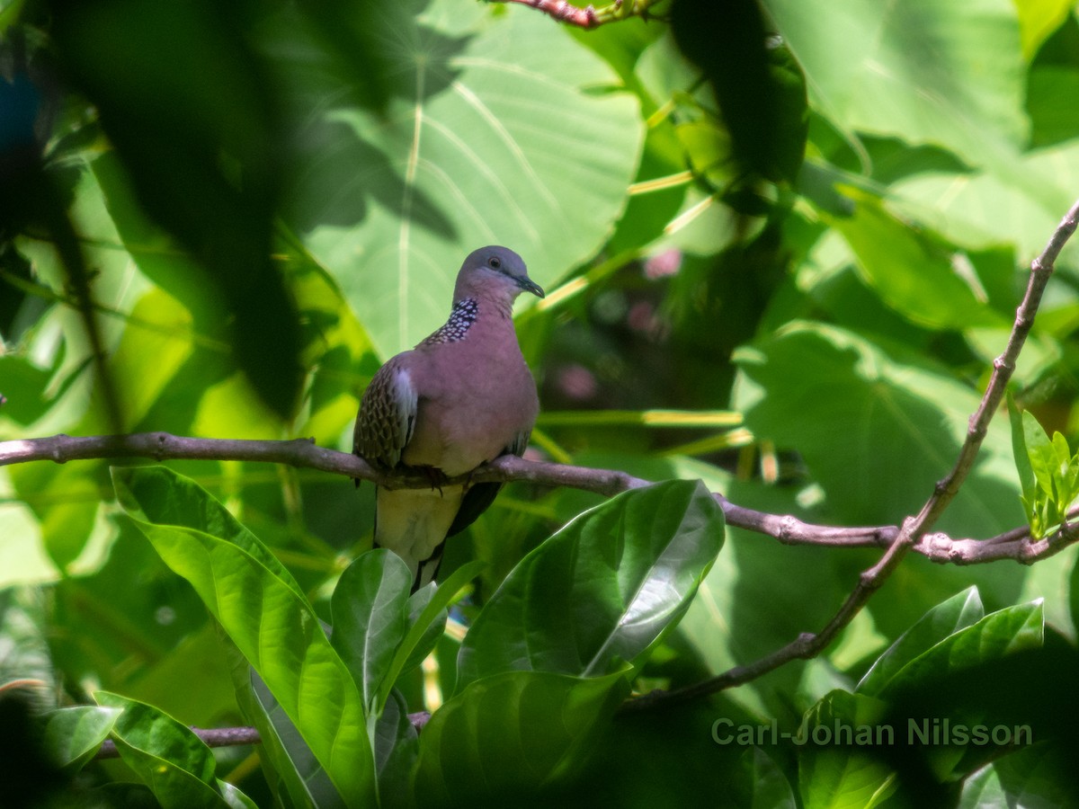 Spotted Dove - ML243194791