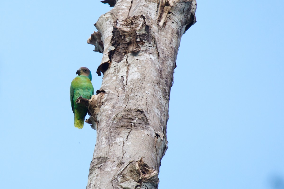 Red-cheeked Parrot - ML243198401