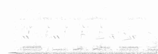 White-breasted Waterhen - ML243198781