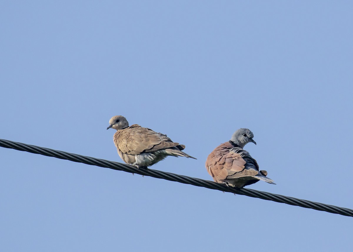 Red Collared-Dove - ML243199441