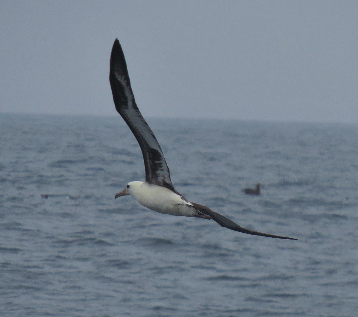 Laysan Albatross - Matthew Hunter