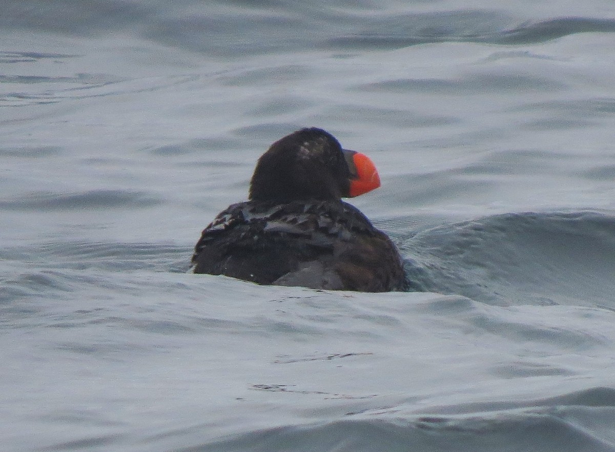 Tufted Puffin - ML24320091