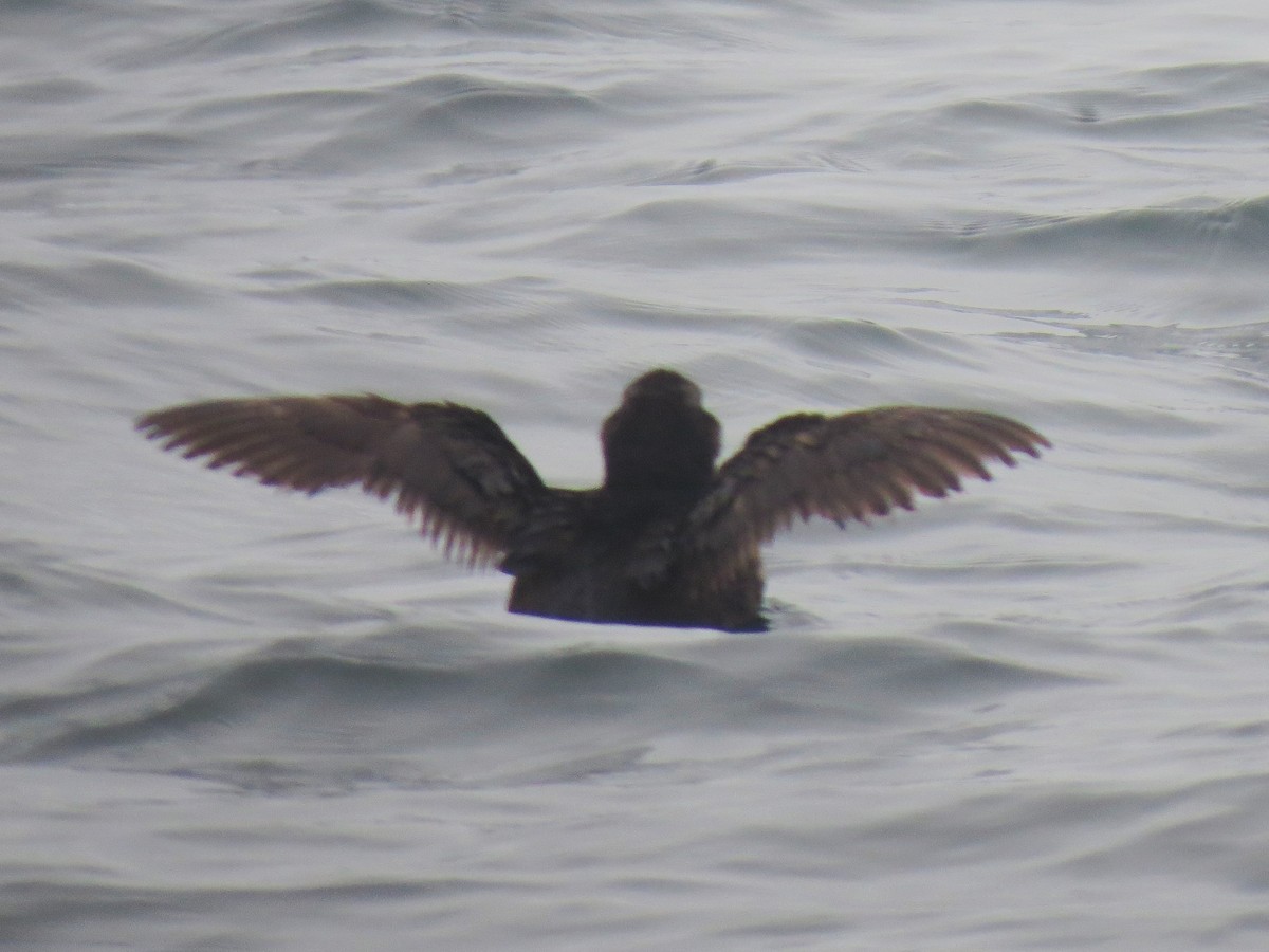 Tufted Puffin - ML24320101
