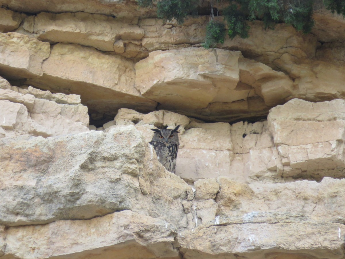 Eurasian Eagle-Owl - Aitor Mora Solano