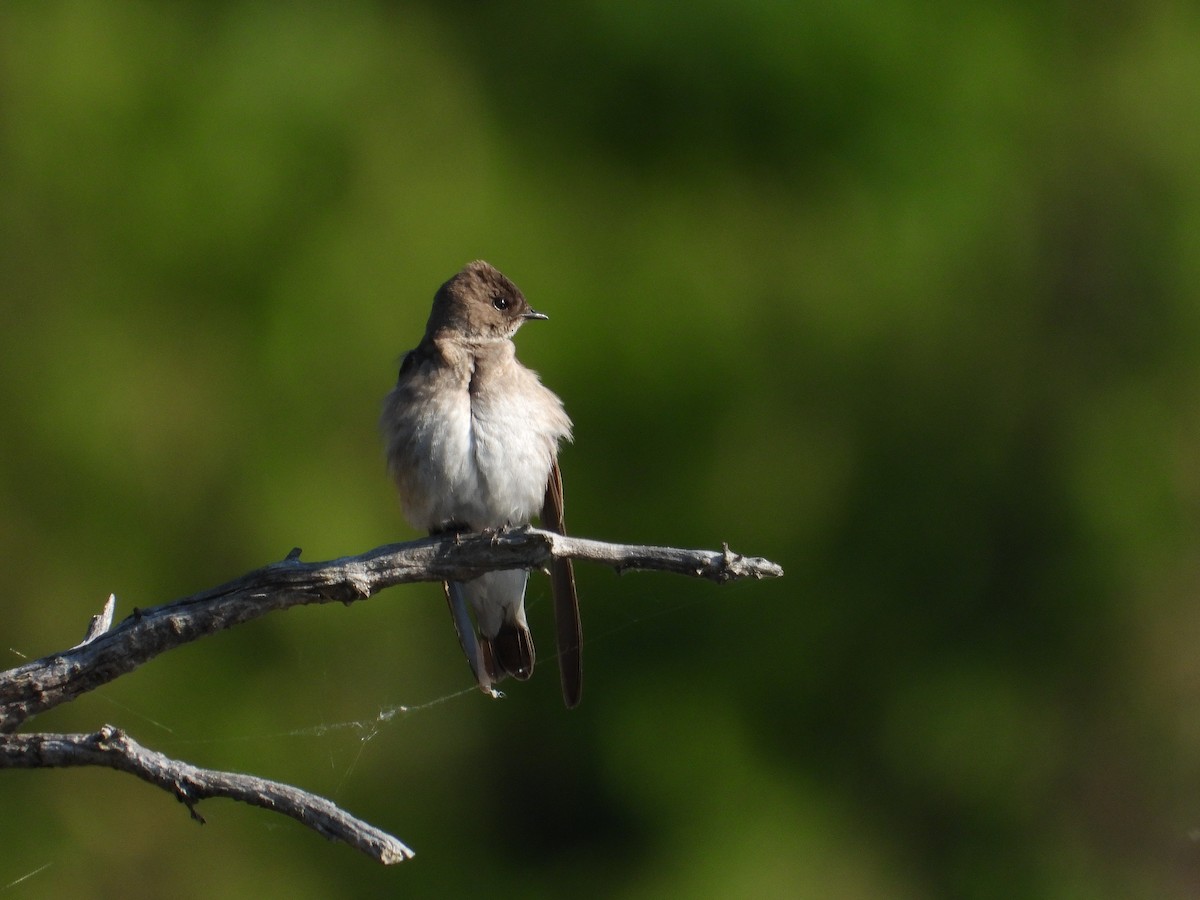 Northern Rough-winged Swallow - Sean McHugh