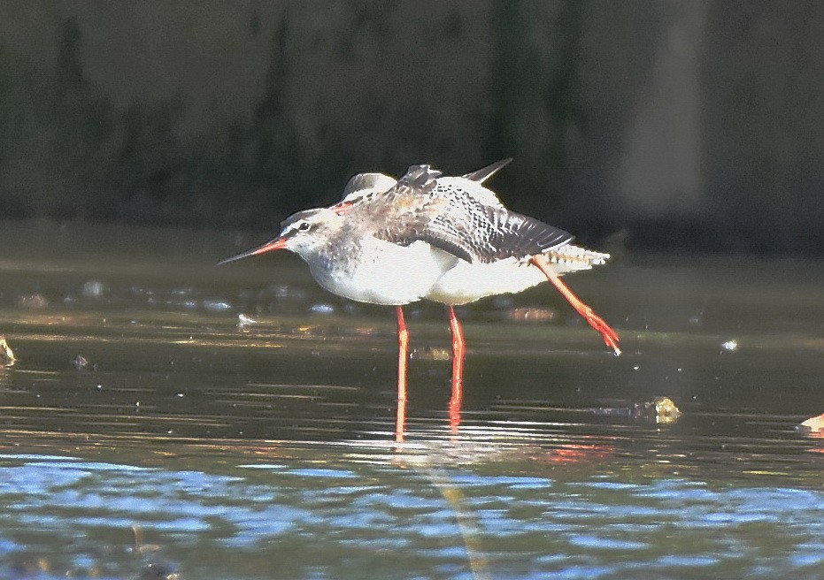 Spotted Redshank - 子元 謝