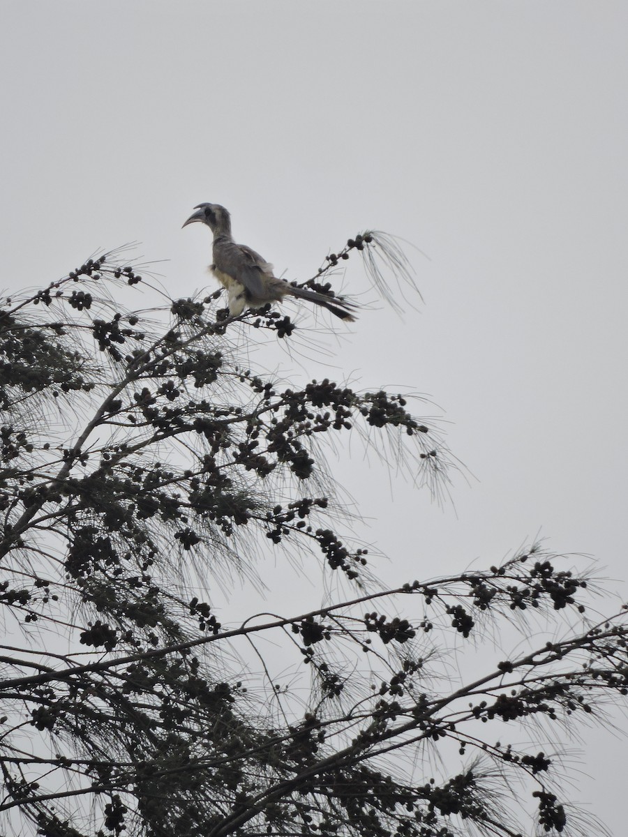 Indian Gray Hornbill - ML243204251