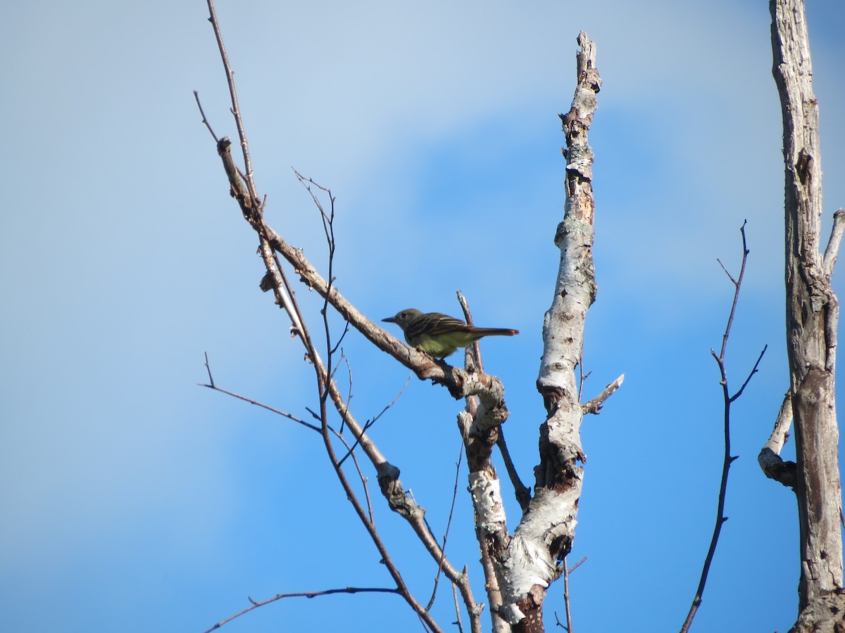 Great Crested Flycatcher - ML243205141