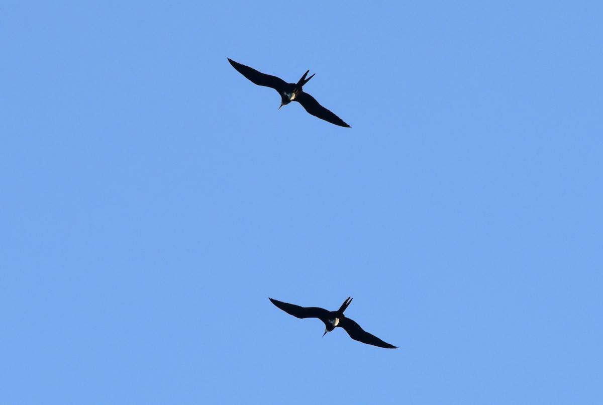 Lesser Frigatebird - Nats M