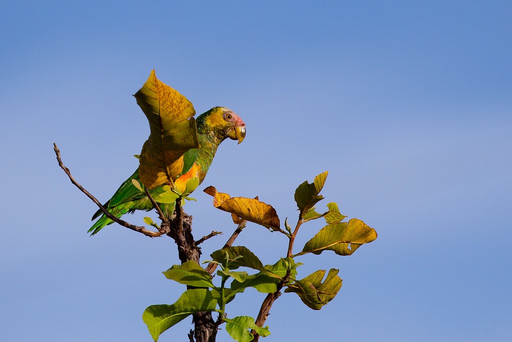 Yellow-faced Parrot - ML243208661