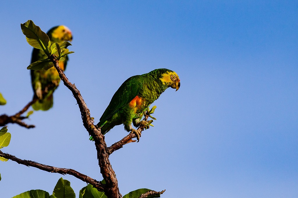 Yellow-faced Parrot - ML243208921