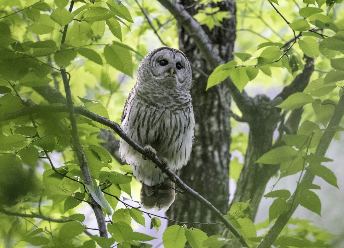 Barred Owl - Yannick Fleury