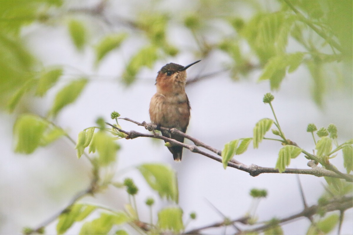 Sparkling-tailed Hummingbird - Santiago Castro