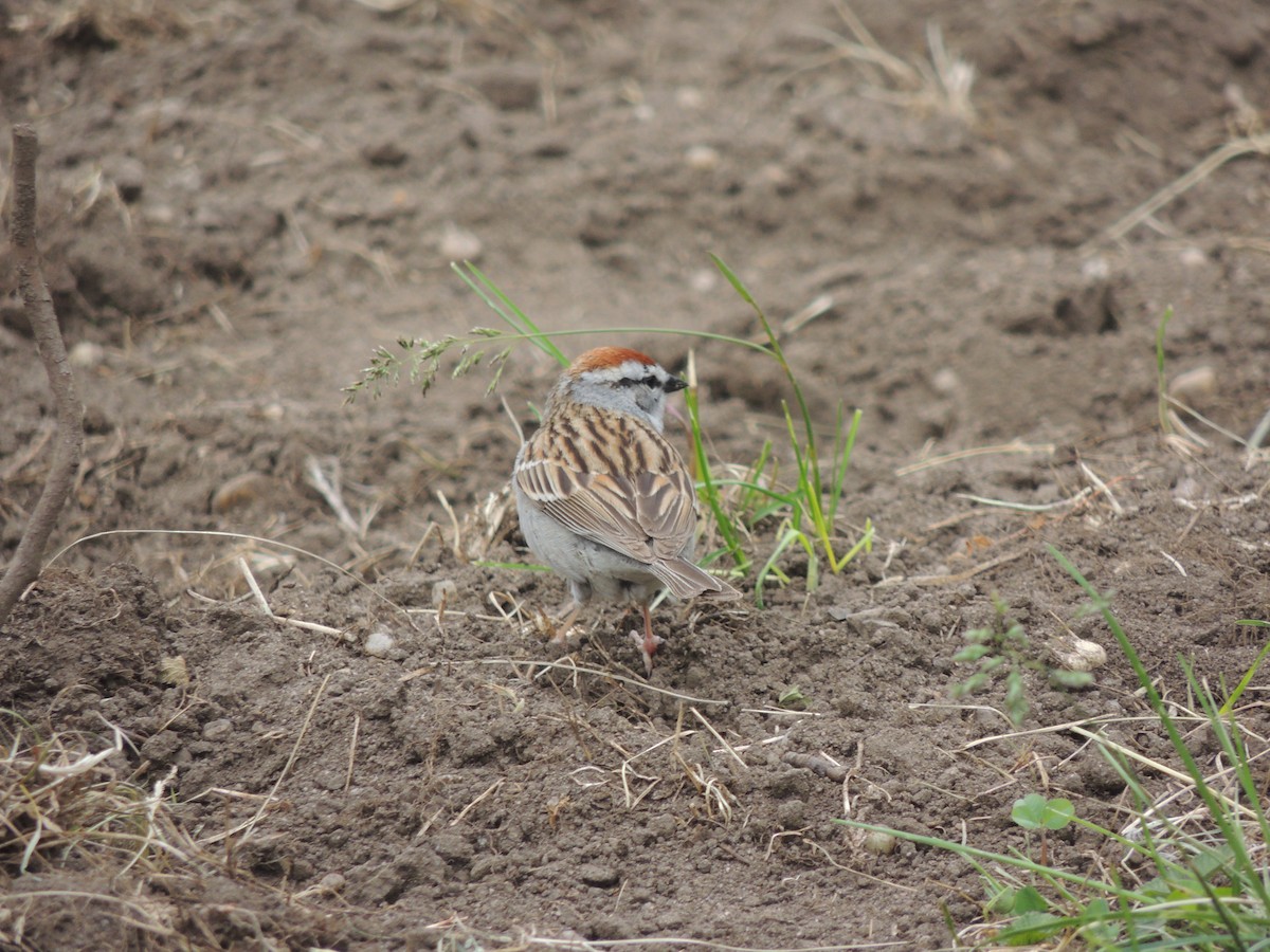 Chipping Sparrow - ML243215561