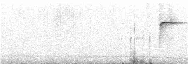 White-browed Warbler - ML243221221