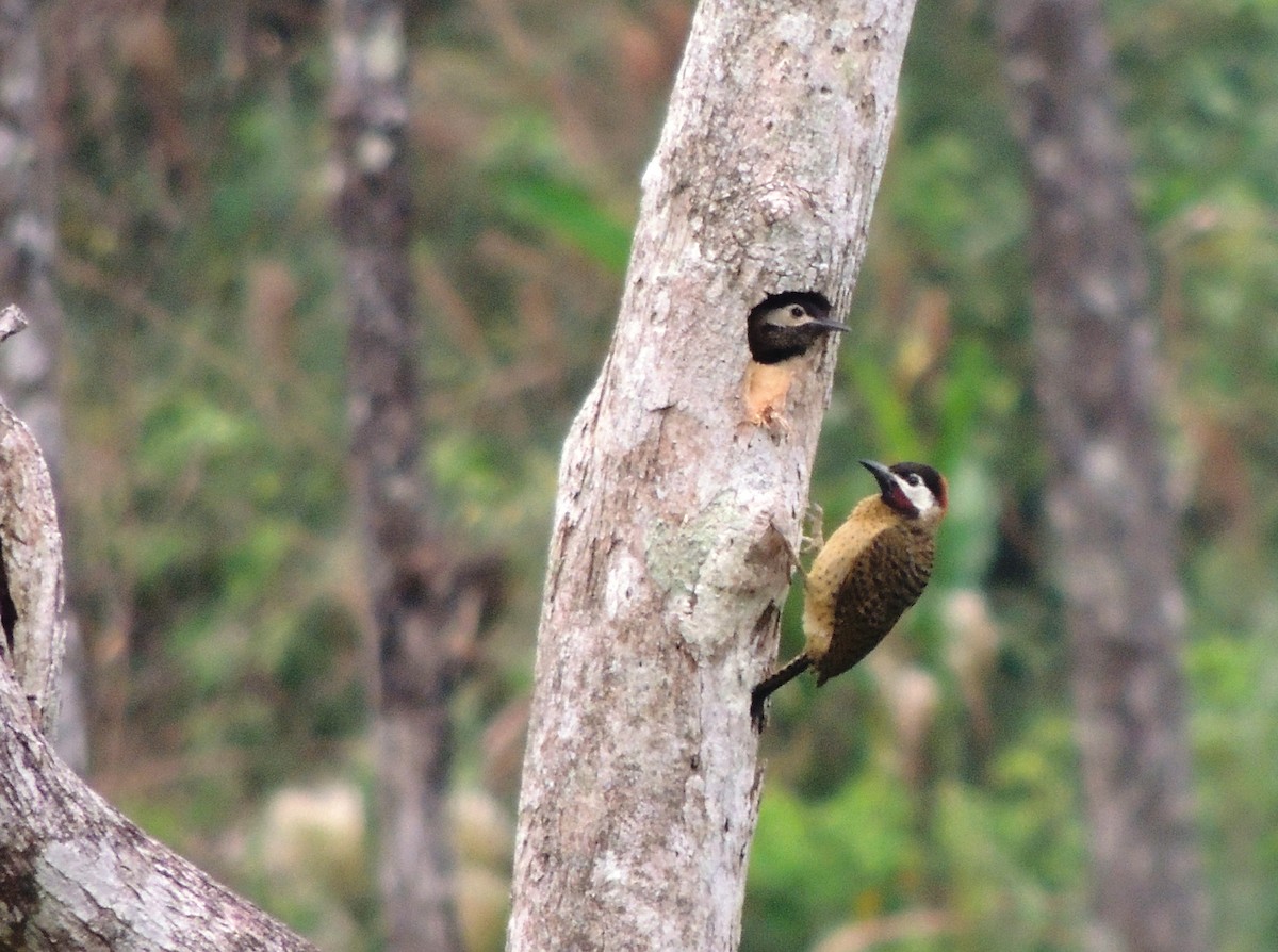 Spot-breasted Woodpecker - ML24322601