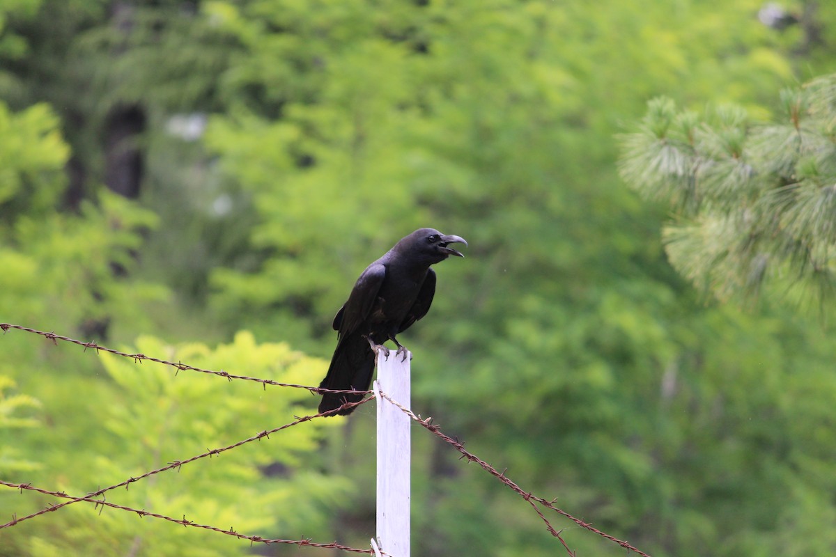 Large-billed Crow - Waseem  Sheikh