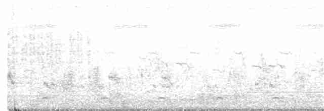 White-breasted Waterhen - ML243228661