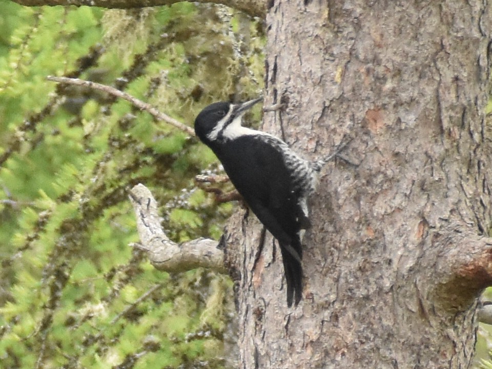 Black-backed Woodpecker - ML243233531