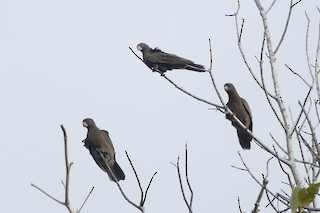  - Seychelles Parrot