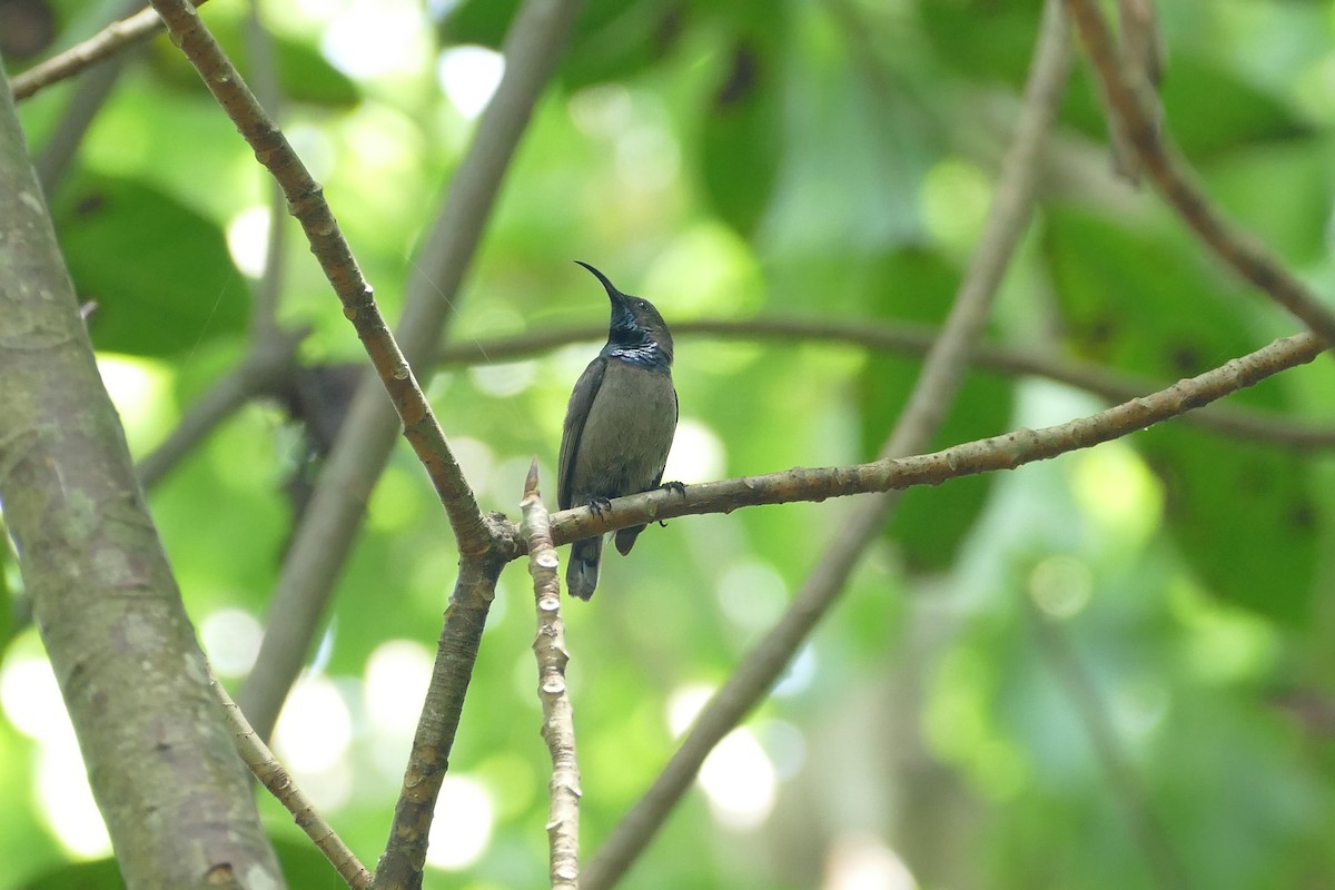 Seychelles Sunbird - ML24323901
