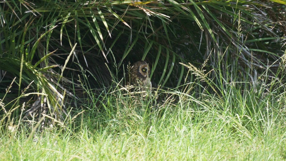 Short-eared Owl (Antillean) - ML243239201