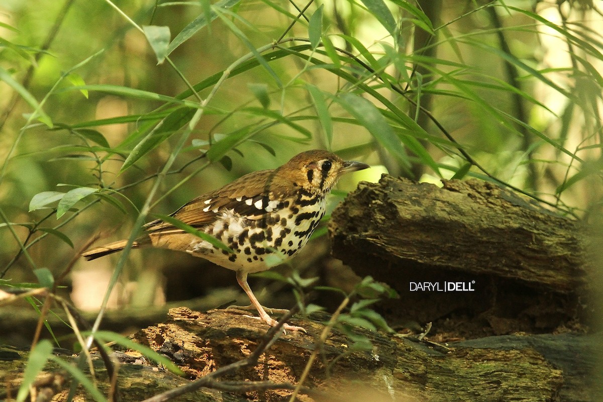 Spotted Ground-Thrush (Spotted) - ML24323971