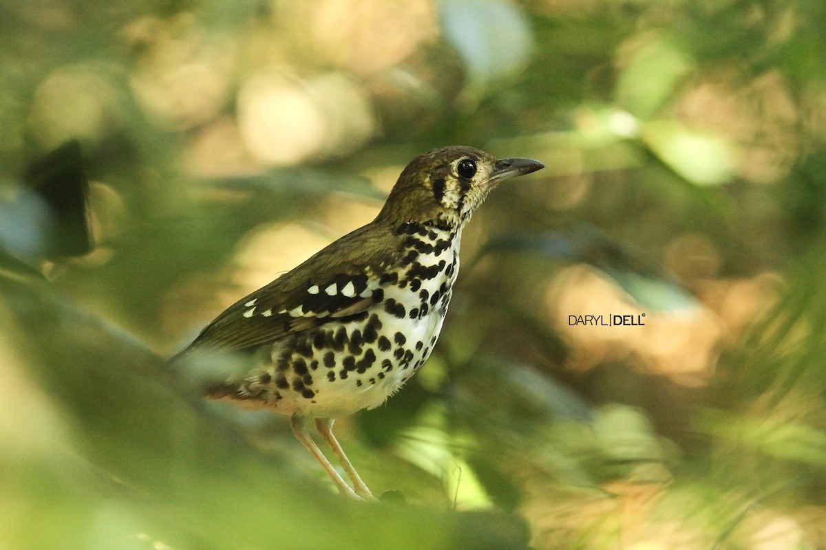 Spotted Ground-Thrush (Spotted) - Daryl Dell