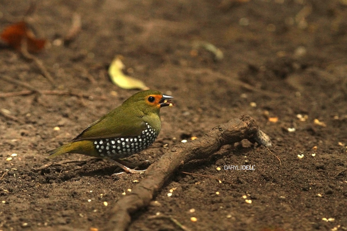 Green-backed Twinspot - Daryl Dell