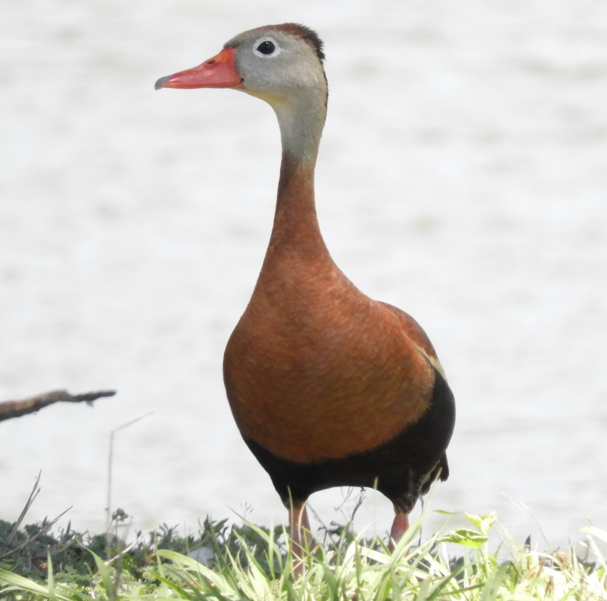 Black-bellied Whistling-Duck - Sue Newland