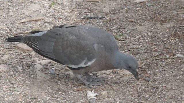 Common Wood-Pigeon (White-necked) - ML243242471