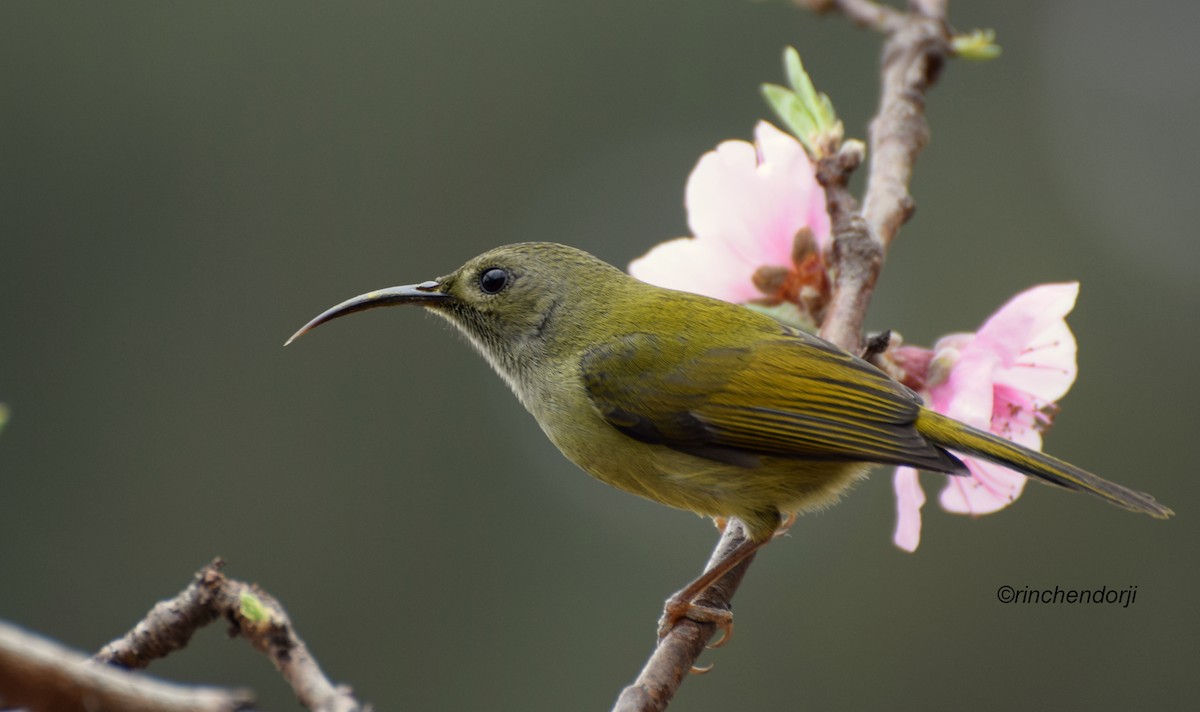 Green-tailed Sunbird - ML24324461